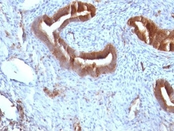 B2M Antibody