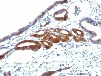 MUC6 Antibody