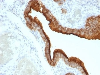 MUC1 Antibody