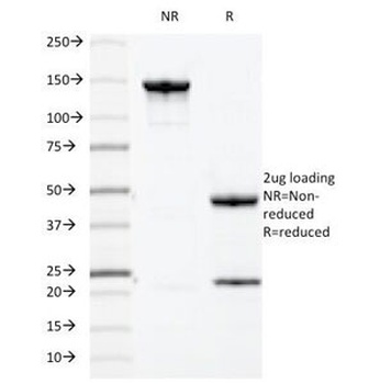 MUC1 Antibody