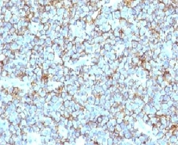 CD99 Antibody