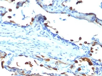 Lactadherin Antibody [EDM45]