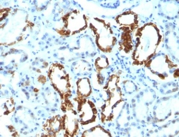 Lactadherin Antibody [EDM45]