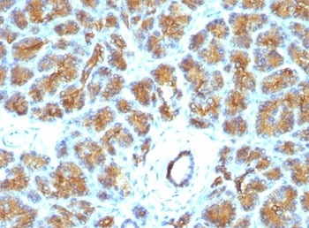 Lactadherin Antibody [EDM45]