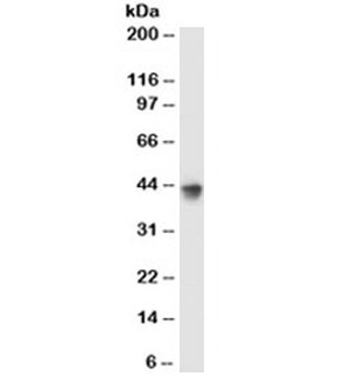 Lactadherin Antibody [EDM45]