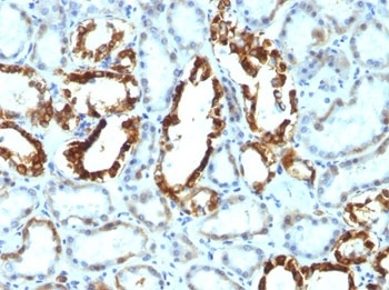 MFG-E8 Antibody [SPM291]