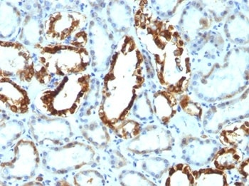 MFGE8 Antibody