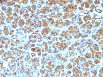 MFGE8 Antibody