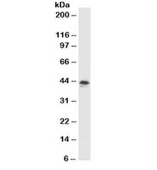 MFGE8 Antibody