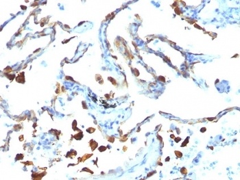 MFGE8 Antibody [MFG-06]