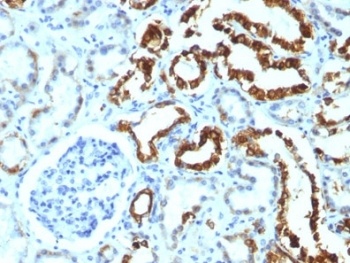 MFGE8 Antibody [MFG-06]