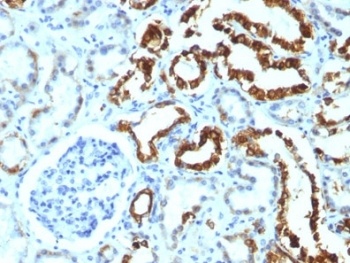 MFGE8 Antibody