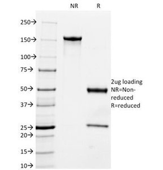 MFGE8 Antibody [MFG-06]