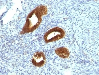 KRT19 Antibody