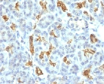 KRT19 Antibody