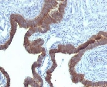KRT7 Antibody