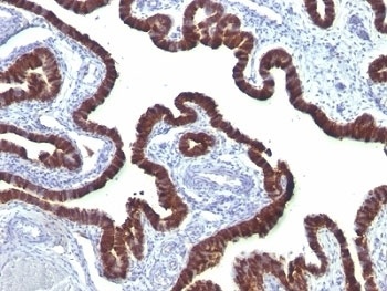 KRT7 Antibody