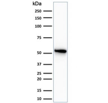 KRT7 Antibody
