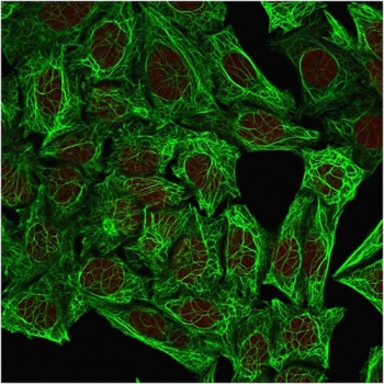 KRT7 Antibody