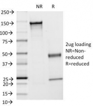 ICAM1 Antibody