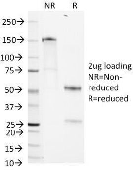 HSPG2 Antibody