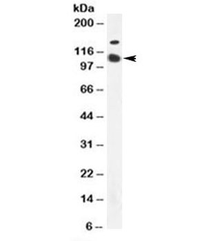 CD57 Antibody [HNK-1 or Leu-7]