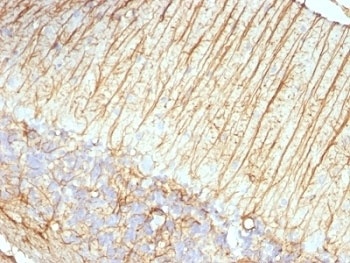 GFAP Antibody [ASTRO/789]