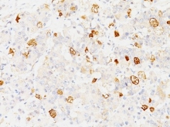 FSHB Antibody