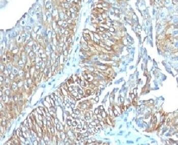 TRIM29 Antibody