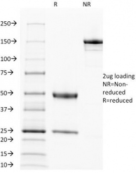 EGFR Antibody