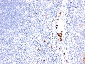 CSF3 Antibody