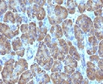TOP1MT Antibody [TOP1MT/488]