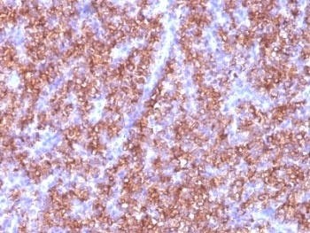 CHGA Antibody
