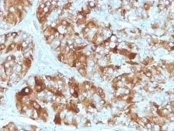 CHGA Antibody