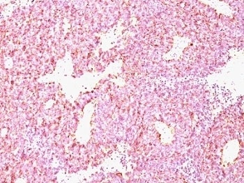 CHGA Antibody