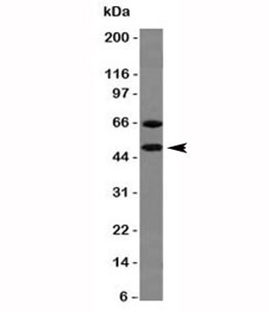 Chromogranin A Antibody [CHGA/777]