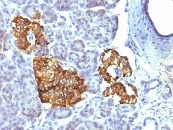 Chromogranin A Antibody [CHGA/777]