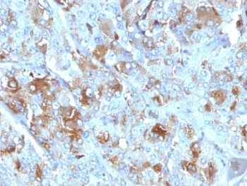 Chromogranin A Antibody [CHGA/777]