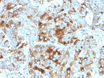 Chromogranin A Antibody [CHGA/765]