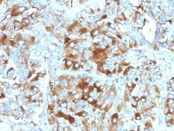 CHGA Antibody