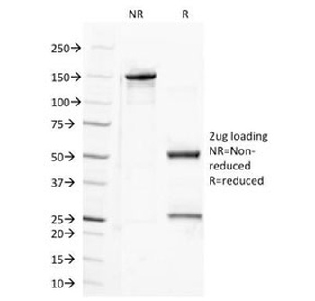 SEMA4D Antibody
