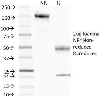 p57 Antibody [KP10]