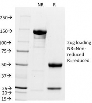CDKN1A Antibody