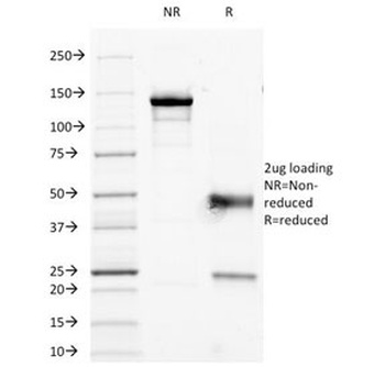 PTPRC Antibody