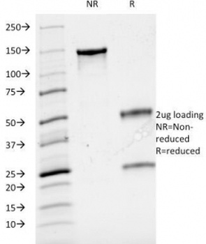 CD3 Antibody [B-B12]