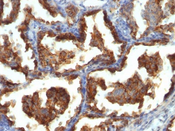 MUC1 Antibody