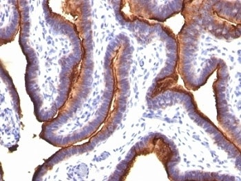MUC1 Antibody