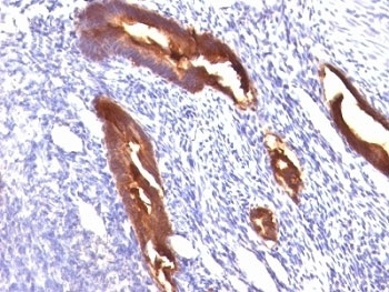 MUC1 Antibody