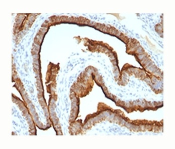 MUC1 Antibody