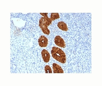 MUC1 Antibody